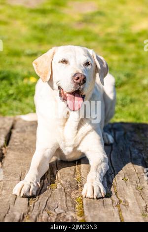 Labrador liegt auf Holz mit grünem Gras Hintergrund Stockfoto
