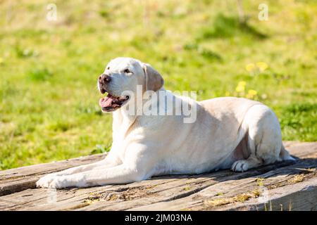 Labrador liegt auf Holz mit grünem Gras Hintergrund Stockfoto