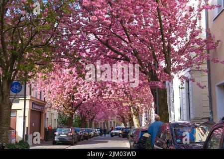 Berühmte blühende Kirschbäume in der bonner Altstadt Stockfoto