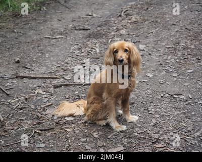 Nahaufnahme eines braunen englischen Cocker Spaniel mit einem Kragen, der im Freien steht und auf die Kamera schaut Stockfoto