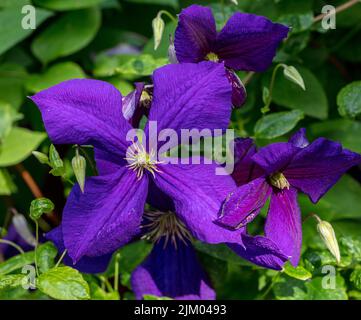 'Jackmanii' späte Großblütengruppe, klematis (Clematis Hybrid) Stockfoto