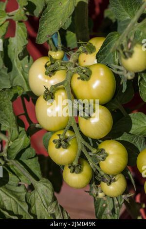 „Alicante“-Tomate, Tomate (Solanum lycopersicum) Stockfoto