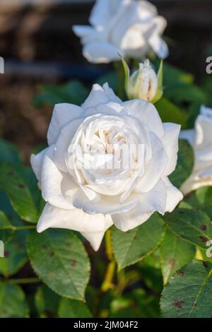 Annapurna-Hybridrose, Teebrosen (Rosa) Stockfoto
