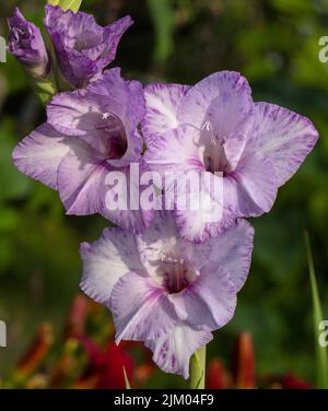 „Passos“ Gladiolus, Gladiol (Gladiolus Hybrid) Stockfoto