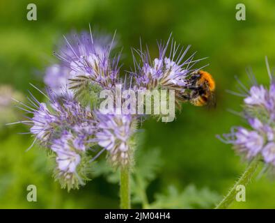 Lacy Phacelia, Honungsfacelia (Phacelia tanacetifolia) Stockfoto