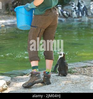 Ein einziger Pinguin wartet während einer Fütterungssitzung auf einen Fisch Stockfoto