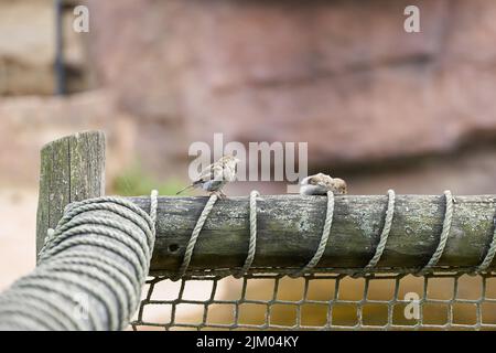 Zwei Sperlinge sitzen auf einem Zaun und ruhen sich aus Stockfoto