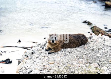 Eine Nahaufnahme eines Hyrax, der auf einem Felsen in der Nähe der Küste liegt Stockfoto