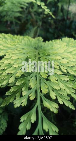 Eine vertikale Aufnahme eines grünen Wermut-Pflanzenblattes oder Absinthe (Artemisia absinthium) im Garten Stockfoto