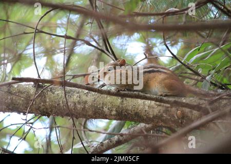 Eine Nahaufnahme eines sibirischen Chipmunks (Eutamias sibiricus) mit flauschigen Wangen, die auf dem Ast krabbeln Stockfoto