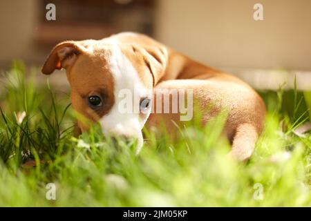 Vielleicht kann ich noch einen anderen Leckerbissen haben. Ein junger Pitbull-Welpe versteckt sich schreck im Gras. Stockfoto