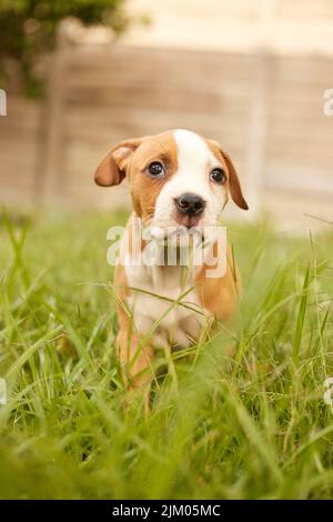 Ich wünschte, ich hätte heute noch mehr Leckereien. Ein Pitbull-Welpe wartet geduldig im Park. Stockfoto