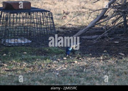 Ein Vogel in der Natur versucht, Nahrung zu finden Stockfoto
