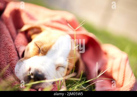 So viele Katzen zum jagen. Ein Pitbull-Welpe, der ein gemütliches Nickerchen auf einem Rasen macht. Stockfoto