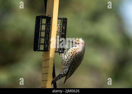 Eine Makroaufnahme eines Fernandina-Flackervogels (Colaptes fernandinae) mit seinem Schnabel, der das Futterhäuschen berührt Stockfoto