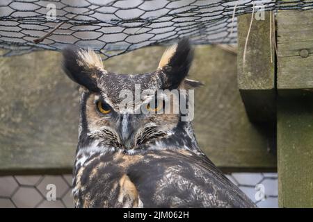 Eine Nahaufnahme einer schönen Eule im Zoo Stockfoto