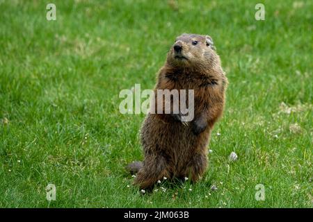 Eine Nahaufnahme eines süßen braunen flauschigen Bobak-Murmeltier (Marmota boba) auf seinen Hinterfüßen auf dem Gras Stockfoto