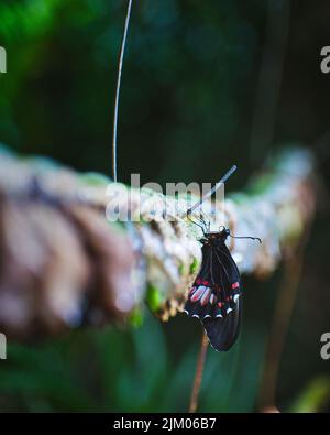 Eine vertikale selektive Fokusaufnahme eines schönen schwarzen Schmetterlings mit roten und weißen Flecken im Freien Stockfoto