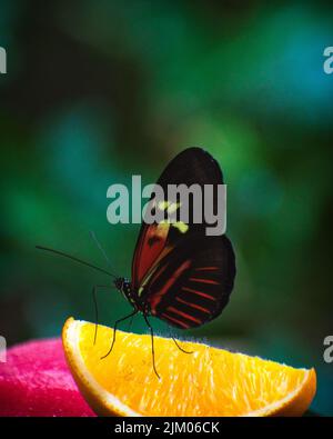 Eine vertikale Aufnahme eines langflügeligen Doris-Schmetterlings, der auf einem Segment einer Orange sitzt Stockfoto