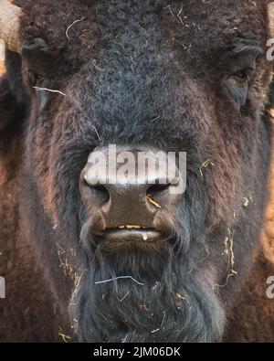 Eine vertikale Aufnahme eines amerikanischen Bisons mit Stücken von trockenem Gras Stockfoto