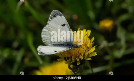 Eine Nahaufnahme eines Schmetterlings, der auf einem gelben Dandelion vor einem verschwommenen grünen Hintergrund thront Stockfoto