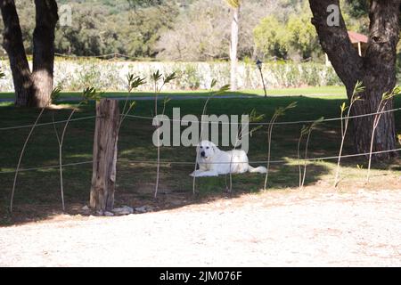 Weißer Mastiff Hund liegt auf dem Gras im Garten eines Hauses. Stockfoto