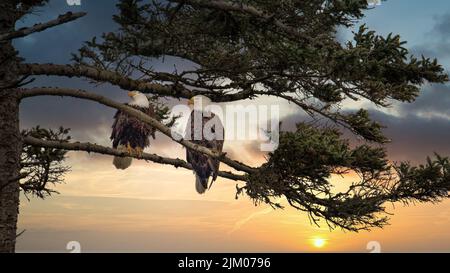 Die beiden Weißkopfseeadler (haliaeetus leucocephalus) thronten auf einem Ast Stockfoto