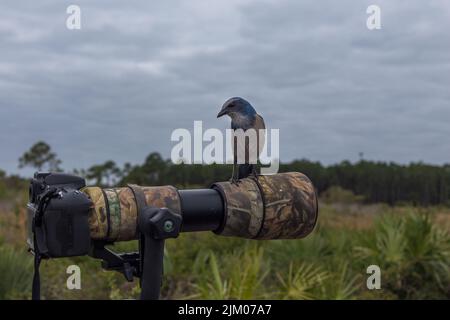 Ein blauer Scrub jay thronte auf einer professionellen Kamera in Merritt Island, Florida Stockfoto
