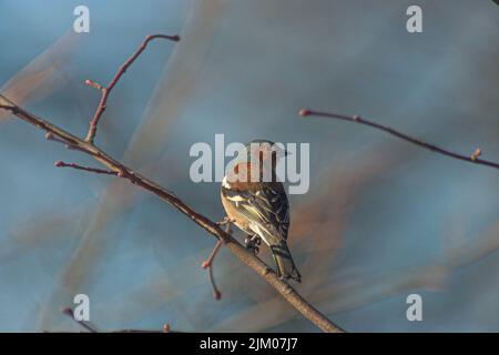 Eine selektive Fokusaufnahme eines gewöhnlichen Buchfinkenvogels, der auf einem Ast thront Stockfoto