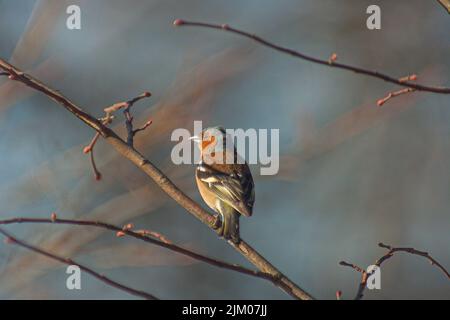 Eine selektive Fokusaufnahme eines gewöhnlichen Buchfinkenvogels, der auf einem Ast thront Stockfoto