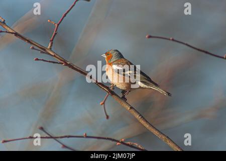 Eine selektive Fokusaufnahme eines gewöhnlichen Buchfinkenvogels, der auf einem Ast thront Stockfoto