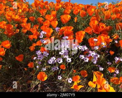 Eine Nahaufnahme der kalifornischen Mohnblumen, Wildblumen. Gilia tricolor, Eschschscholzia cifornica. Stockfoto