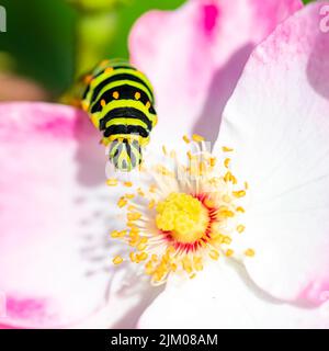 Raupe eines alten Schwalbenschwanzes, Papilio machaon auf einer rosa Rose Stockfoto