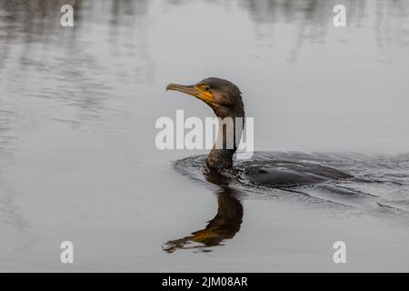 Große kormoran Angeln im Meer Stockfoto