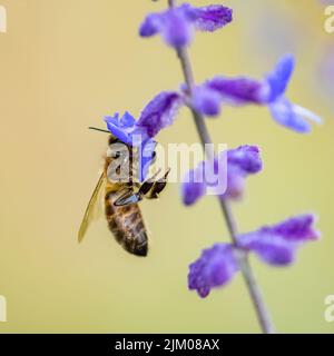 Eine Biene auf einem Lavendelstiel, um im Sommer Pollen zu sammeln Stockfoto