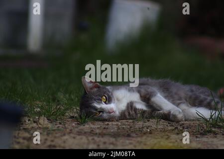 Eine selektive Fokusaufnahme einer europäischen Kurzhaar-Katze, die auf ihrer Seite im Gras liegt und auf die Linse starrt Stockfoto