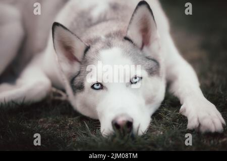 Nahaufnahme eines weißen sibirischen Husky-Hundes, der auf dem Boden ruht Stockfoto