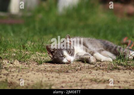 Eine selektive Fokusaufnahme einer europäischen Kurzhaar-Katze, die im Gras liegt Stockfoto