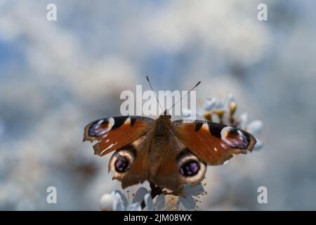 Eine selektive Aufnahme des Europäischen Pfaus oder Pfauenschmetterlings (Aglais io) auf weißen Blüten Stockfoto