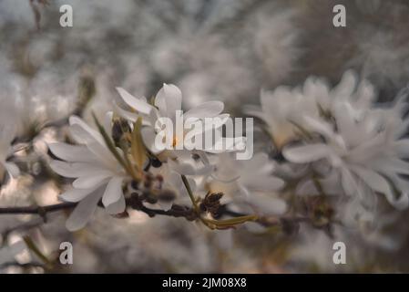 Eine selektive Fokusaufnahme von weißen Sternmagnolienblüten im Garten Stockfoto