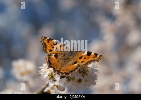 Eine selektive Fokusaufnahme eines braunen Schmetterlings, der auf weißen Frühlingsblüten steht Stockfoto