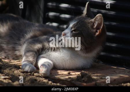 Eine Nahaufnahme einer europäischen Kurzhaarkatze, die auf ihrer Seite liegt Stockfoto