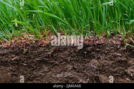 Schnittbild des Rasens mit grünen Graswurzeln bei bodenebenem Wind Stockfoto