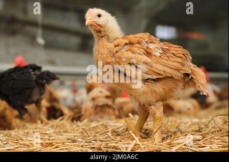 Rotbraune Hühner Geflügel auf Strohbettwäsche in der landwirtschaftlichen Produktion schaut vor die Kamera Stockfoto