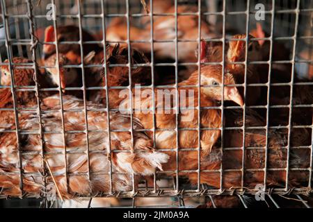 Nahaufnahme von traurigem Huhn oder Huhn in einem Verkaufsmarkt für kleine Käfigtransporte Stockfoto