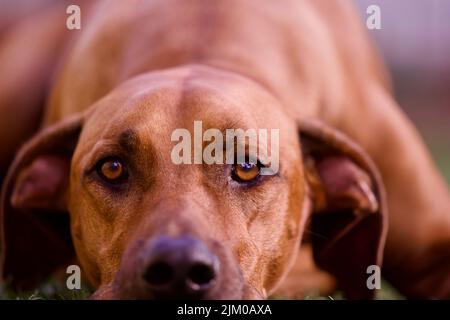 Eine Nahaufnahme des Rhodesian Ridgeback Hundes mit braunen Augen, die in unscharfem Hintergrund in Richtung schauen Stockfoto