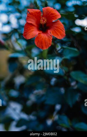 Eine vertikale Nahaufnahme einer roten schwarzen Pflanzenblume auf einem verschwommenen Hintergrund Stockfoto