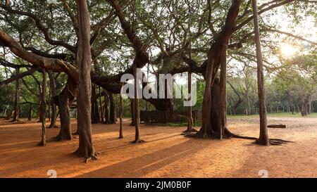 Ein integraler Bestandteil des Matrimandir-Komplexes, der Banyan Tree, mit seinen eigentümlichen Luftwurzeln, ist mit einem Durchmesser von 50 Metern (164 Fuß) breit gestreut. A Stockfoto