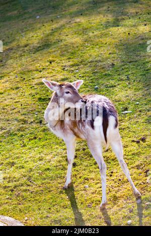 Die vertikale Aufnahme des europäischen Damhirsches, auch bekannt als das gewöhnliche Damwild im Wald Stockfoto