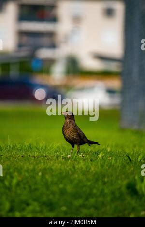 Die vertikale Aufnahme einer schwarzen Udus Merula-Amsel ist eine Art echter Drossel. Es wird auch die eurasische Amsel genannt Stockfoto